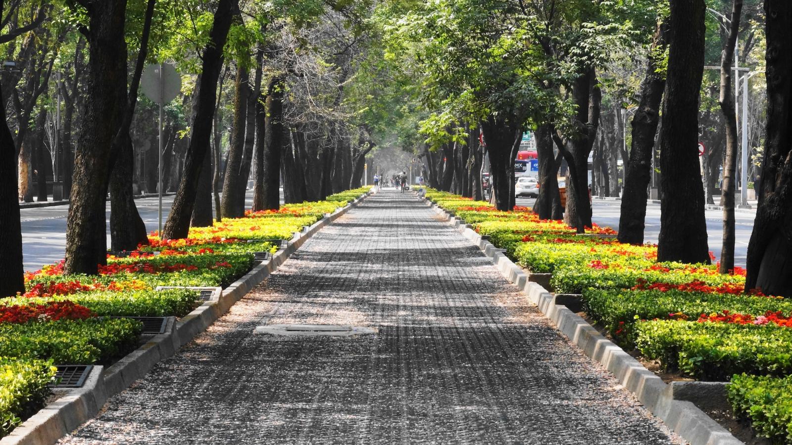 una calle arbolada en ciudad de méxico