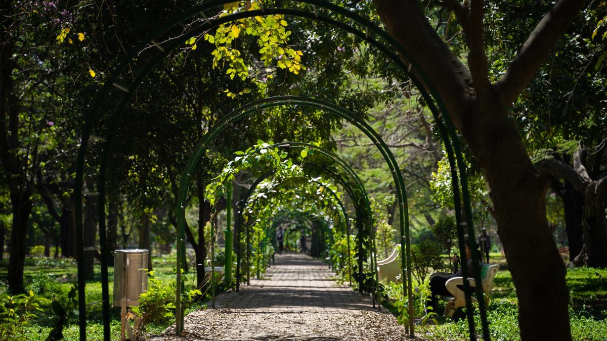 Un camino sombreado y arbolado en Cubbon Park, Bangalore
