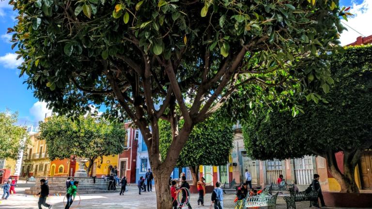 Foto de un árbol en una plaza de la ciudad