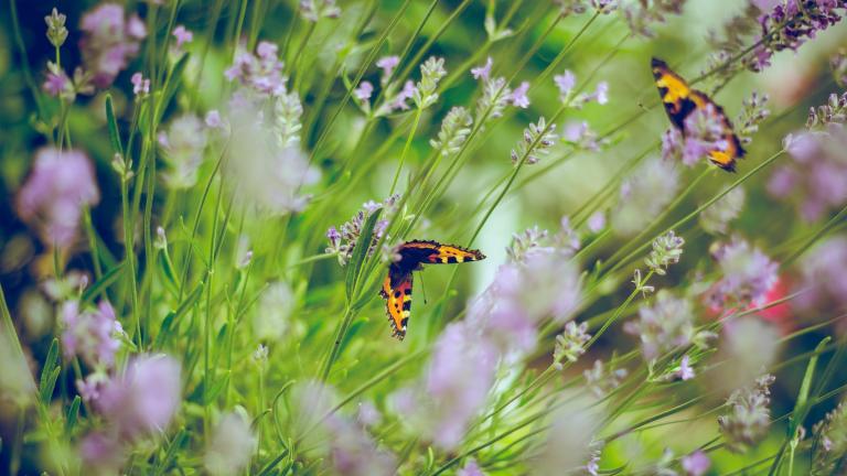 Mariposas. Emiel Molenaar / Unsplash.