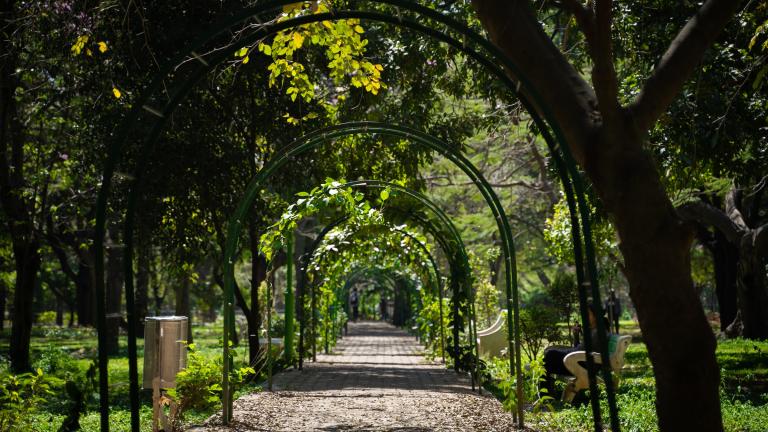 Un camino sombreado y arbolado en Cubbon Park, Bangalore