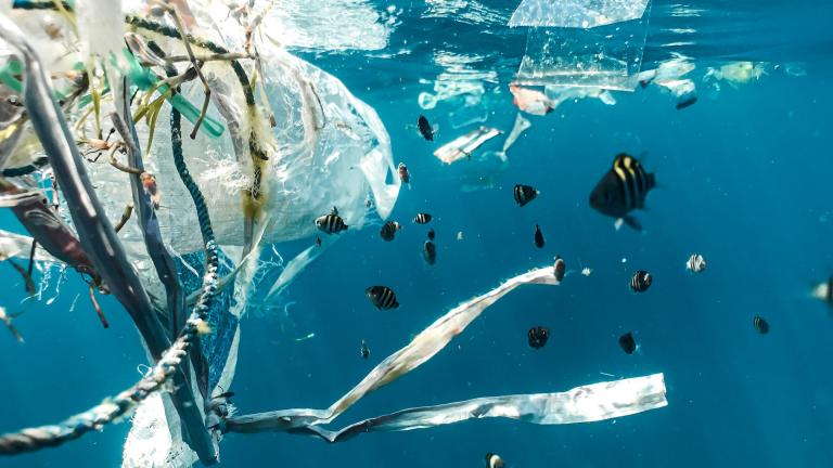 Peces en el océano con contaminación por plásticos