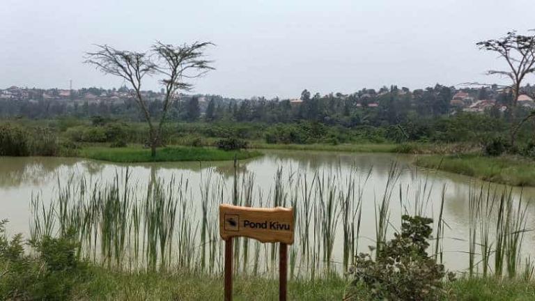 Un estanque en el humedal restaurado de Nyandungu en Kigali