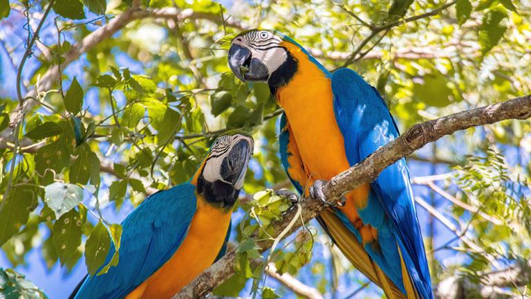 dos loros en un frondoso árbol