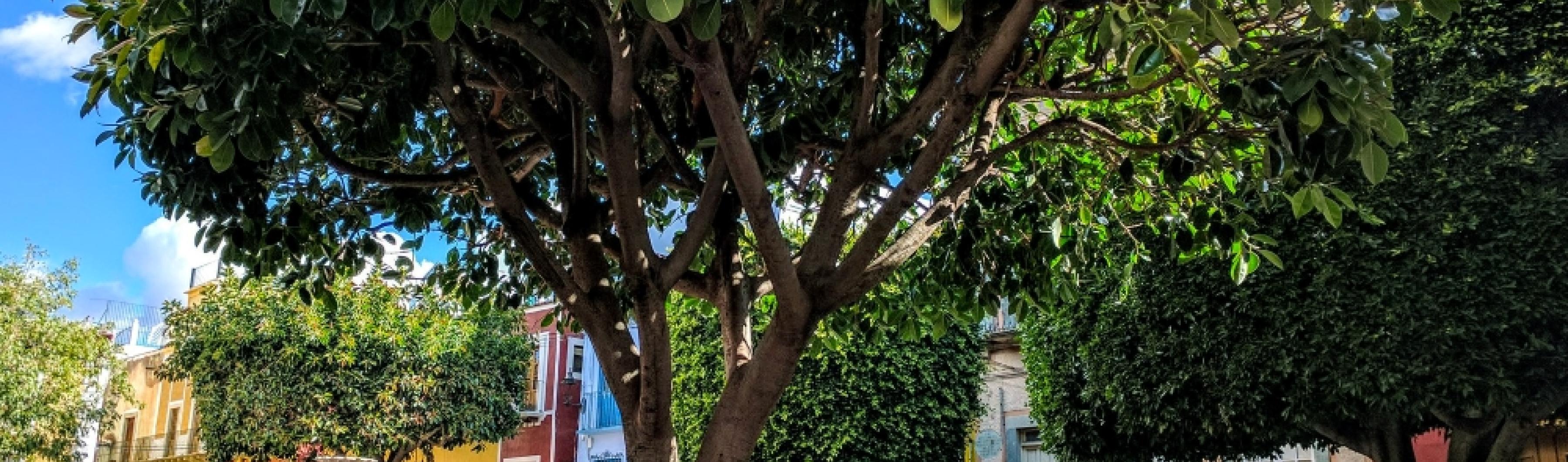 Foto de un árbol en una plaza de la ciudad