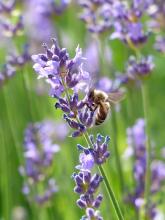 Abeja en la lavanda