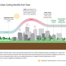 Infografía sobre los beneficios de los árboles para la refrigeración urbana