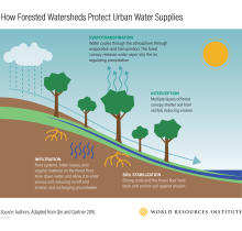 Cómo protegen las cuencas forestales el abastecimiento urbano de agua infografía
