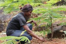Freetown el Treetown