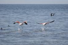 flamencos en mar chiquita